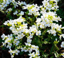 Gęsiówka kaukaska - uprawa, stanowisko