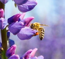 Sąsiedztwo ziół, współrzędna uprawa