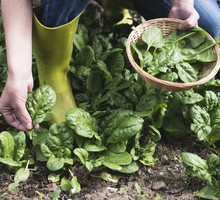 Szpinak - uprawa, podlewanie, pielęgnacja