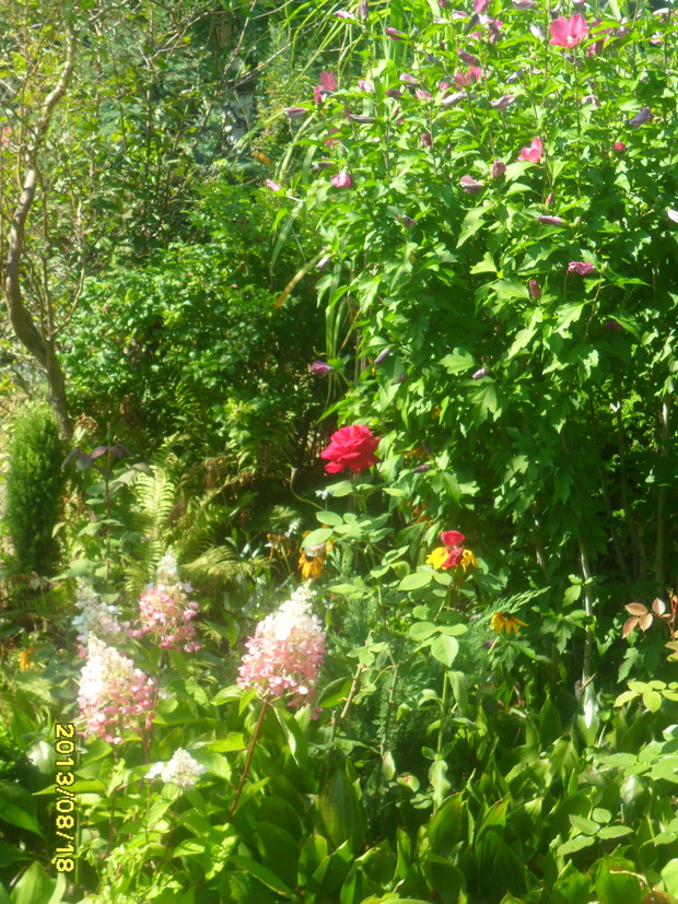 -------------------------