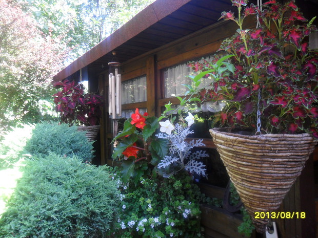 a tu zmiana dekoracji - poprzednie kwiatki nie wytrzymaly cieploty