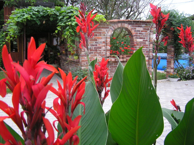 A  w tle  nowa  inspiracja ogrodowa mojego małżonka