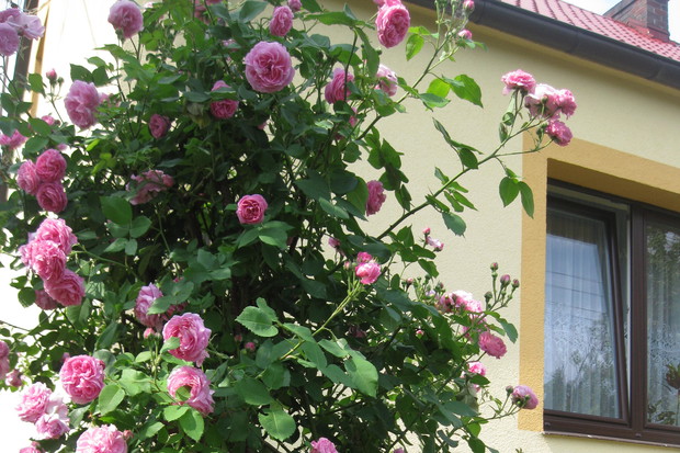 Aby cieszyć się pięknymi różami należy systematycznie zasilać i usuwać przekwitłe kwiatostany.