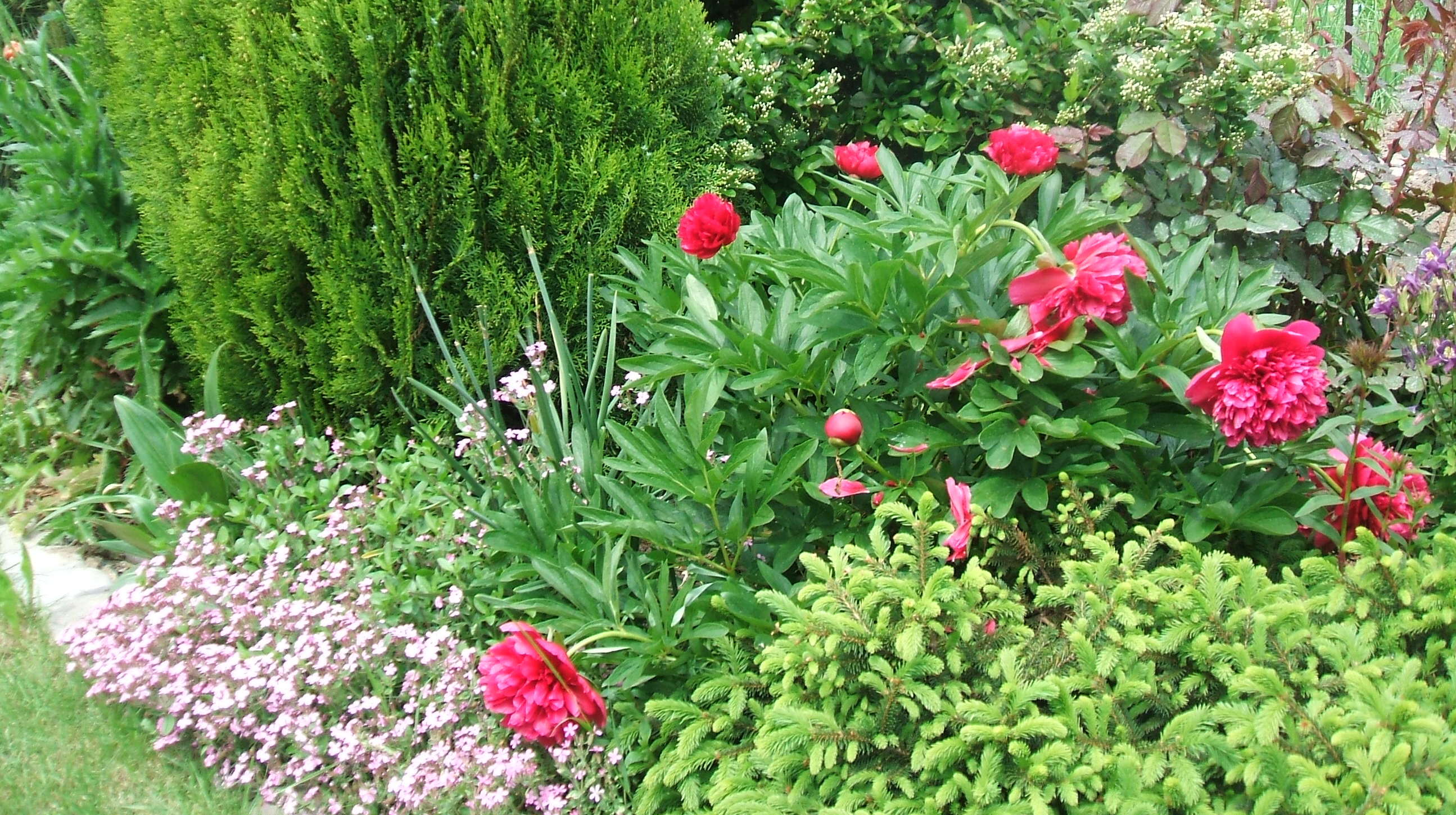 Aby rośliny pięknie się prezentowały, już od wczesnej wiosny należy je nawozić.