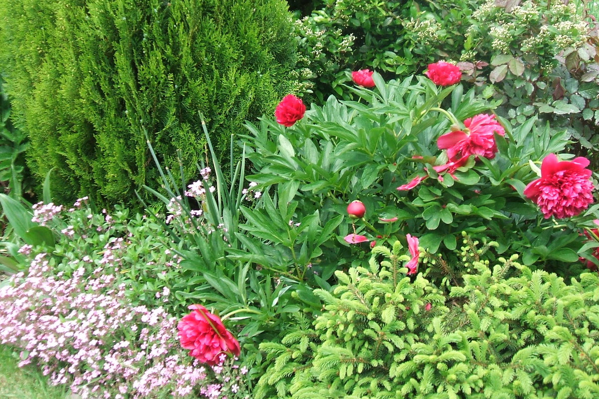 Aby rośliny pięknie się prezentowały, już od wczesnej wiosny należy je nawozić.