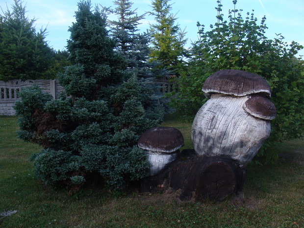 Ale grzyby wyrosły...