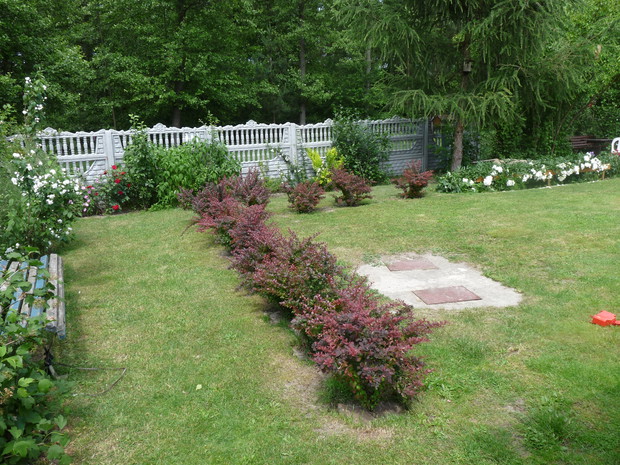 alejka berberysow ktore bardzo lubie