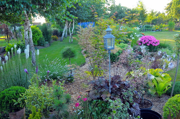 Alejka między brzózkami