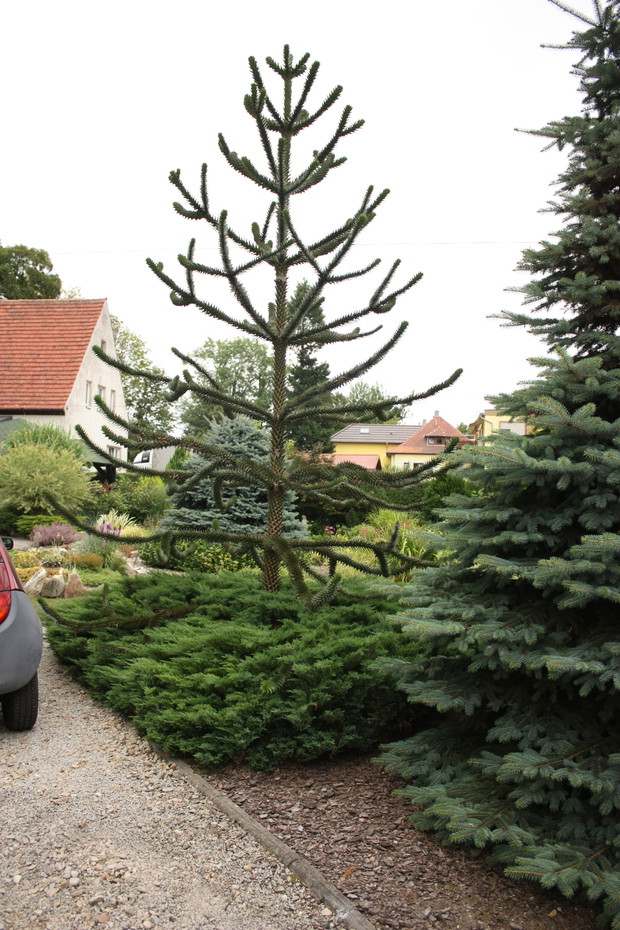 Araukaria - duma męża