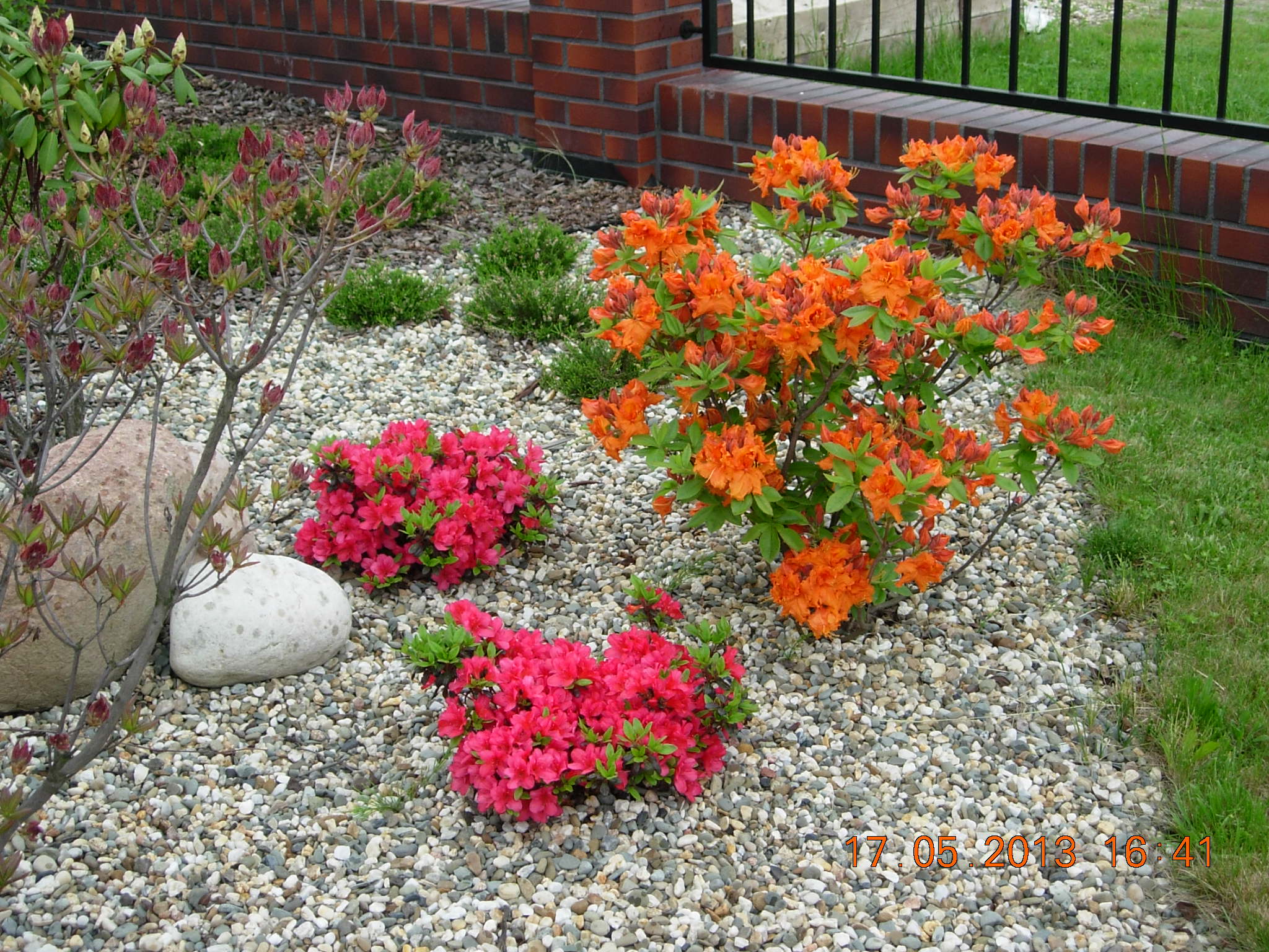 Azaliowy zawrót głowy