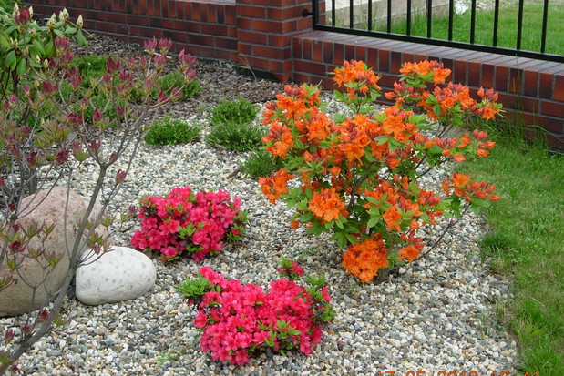 Azaliowy zawrót głowy