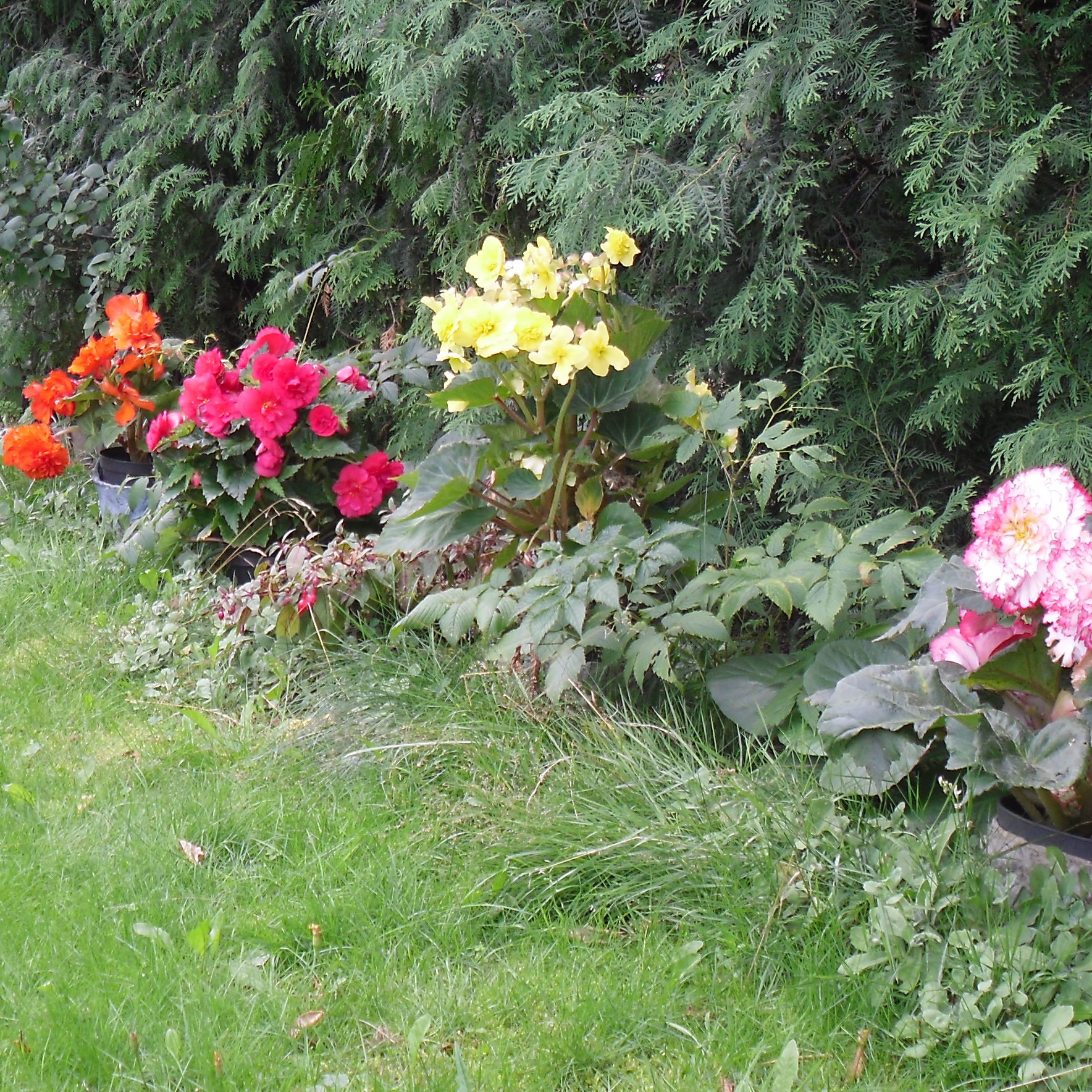 Begonie przy zywoplocie