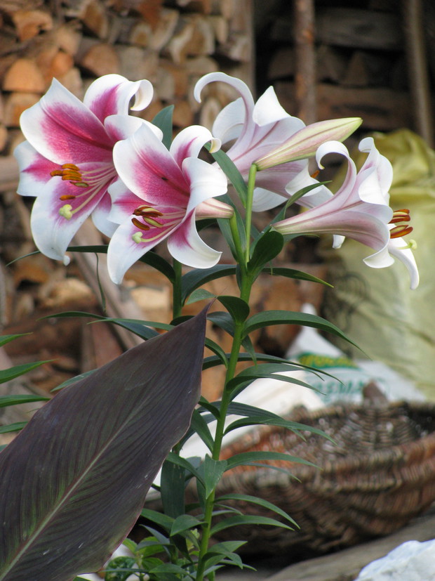 Bez lilii pachnących nie  wyobrażam sobie mojego ogrodu.