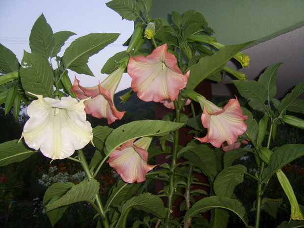 Bieluń /datura/
