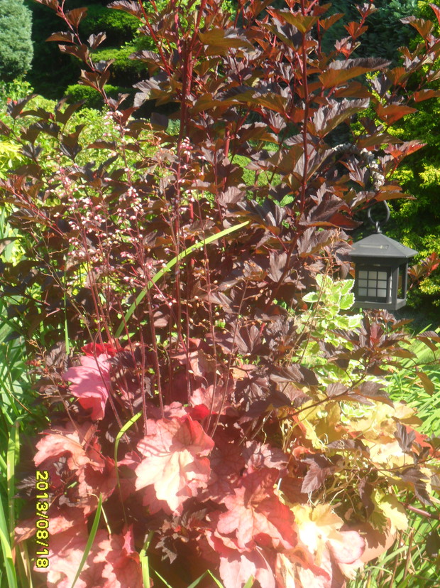 bordowo - posadzone w dużej donicy - wedruje po całym ogrodzie 