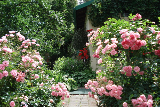 Bujnie kwitnące róże zapraszają do spaceru po ogrodzie