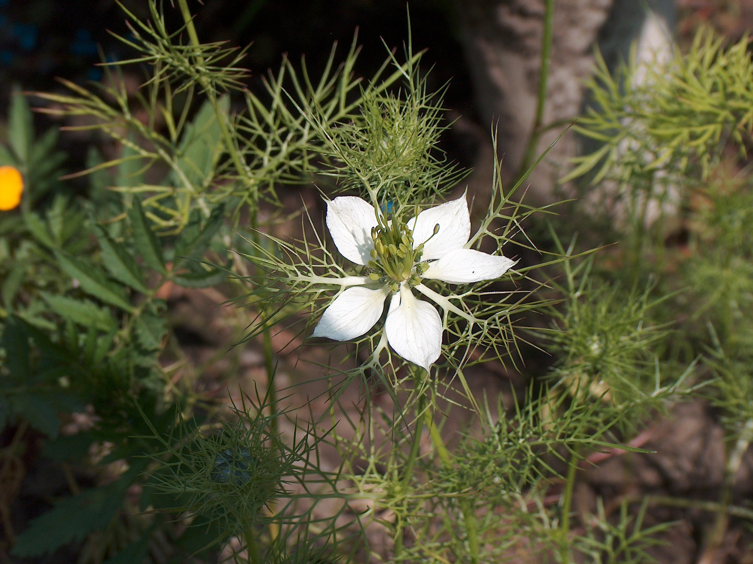 Czarnuszka Damasceńska