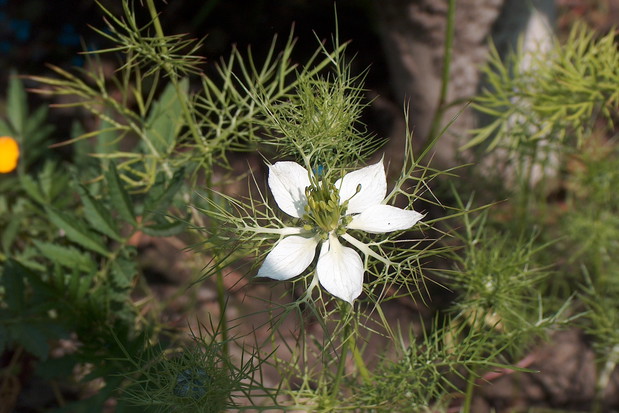 Czarnuszka Damasceńska