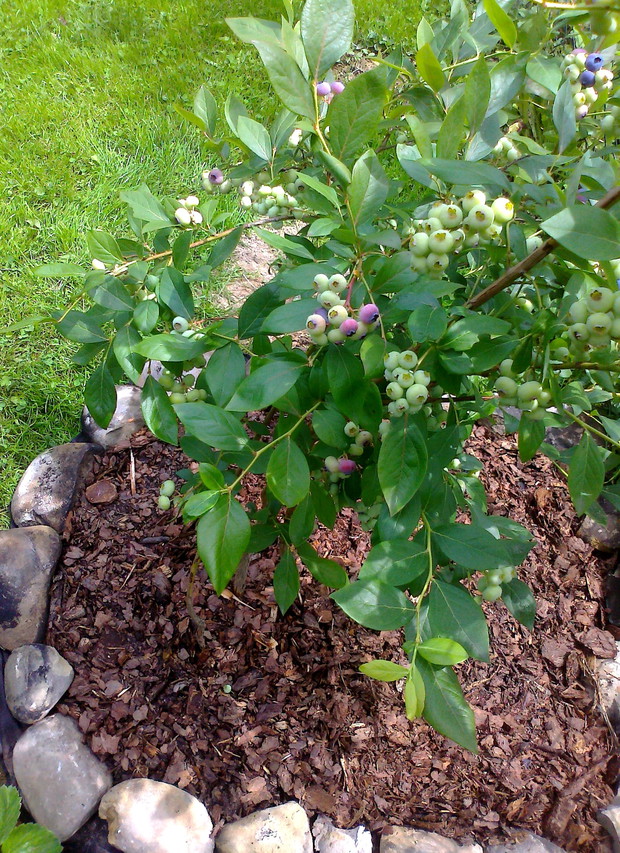 Dojrzewająca borówka amerykańska