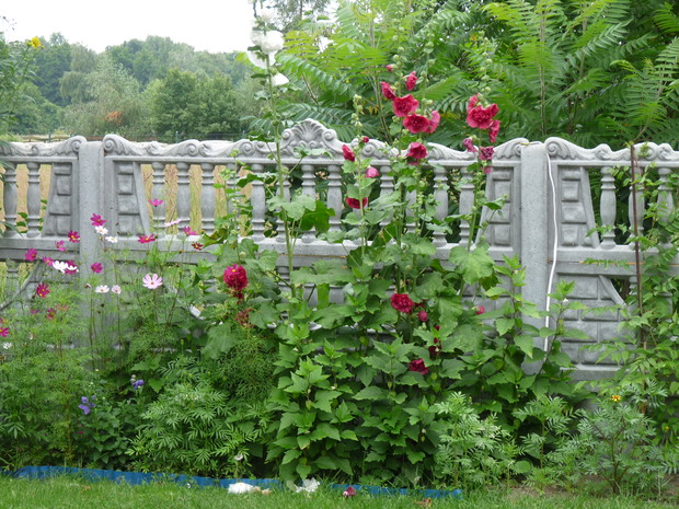 dostojne malwy o imponujacej wysokosci wszystkich zachwycaja