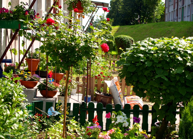 Druga Pani Róża powtarza kwitnienie w sierpniu.