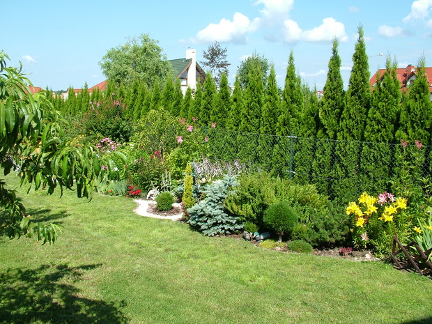 Druga strona ogrodu, rabata z iglakami liliami, floksami, jeżówkami i innymi kwitnącymi