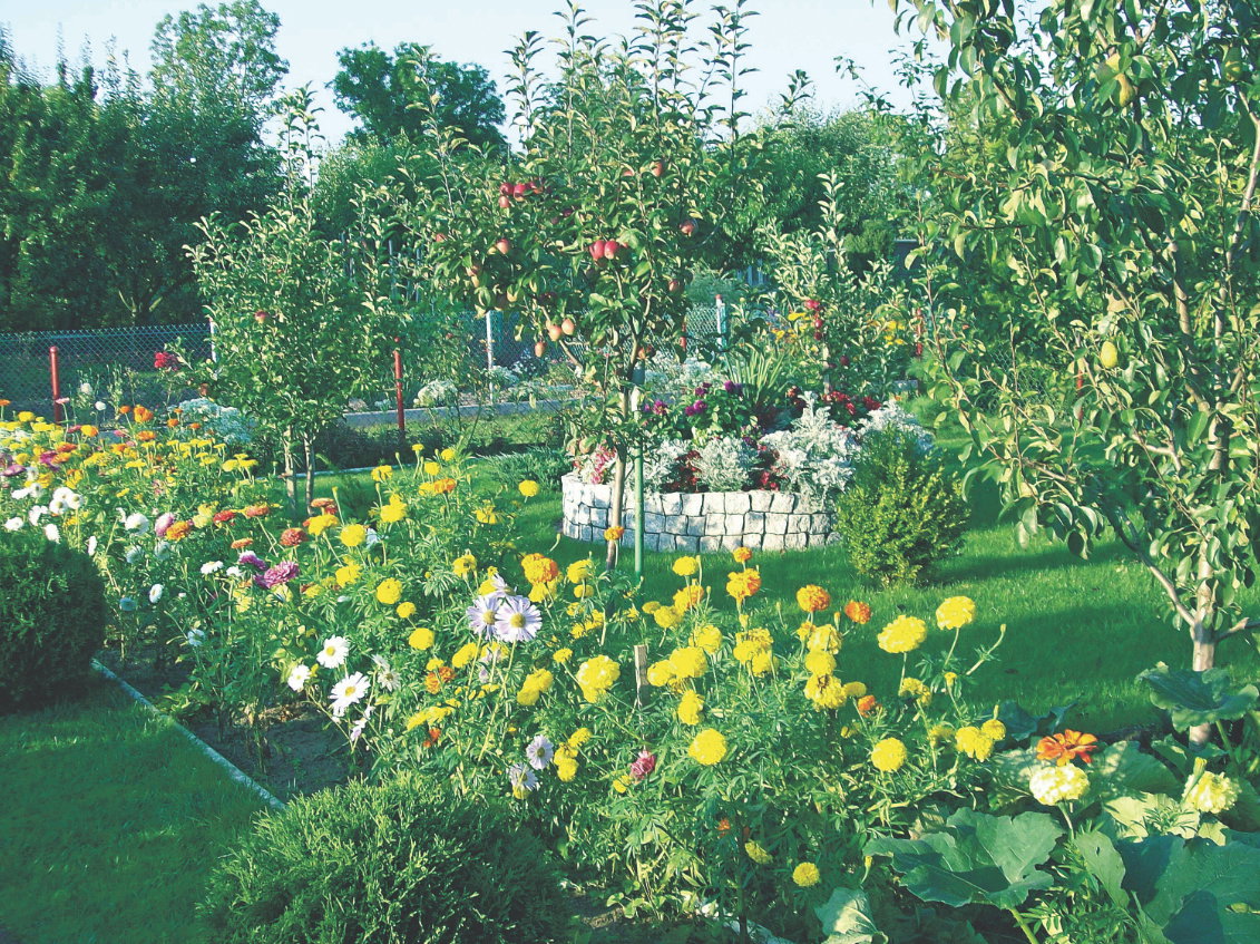 Drzewa owocowe pieczołowicie traktowane i naturalnie zasilane wydają obfite plony. Takie jabłka 
świetnie smakują, są bezpieczne i zdrowe.
