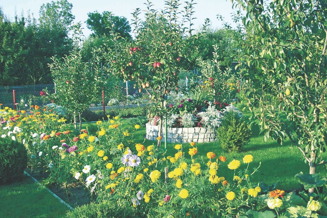 Drzewa owocowe pieczołowicie traktowane i naturalnie zasilane wydają obfite plony. Takie jabłka
świetnie smakują, są bezpieczne i zdrowe.