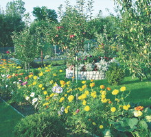 Drzewa owocowe pieczołowicie traktowane i naturalnie zasilane wydają obfite plony. Takie jabłka
świetnie smakują, są bezpieczne i zdrowe.