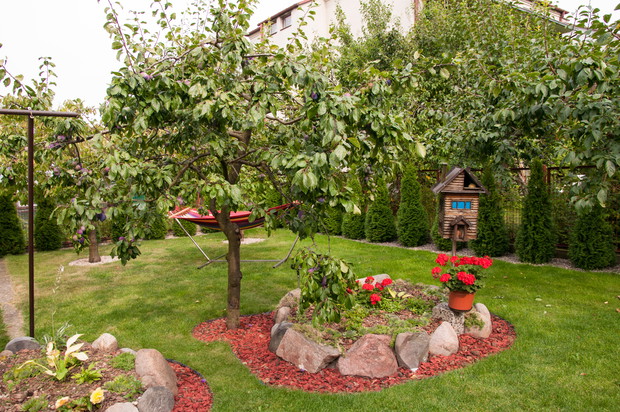 Dwa skalniaki i śliwka Blue Fre.