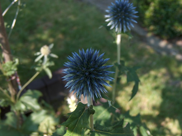 Echinops ritro