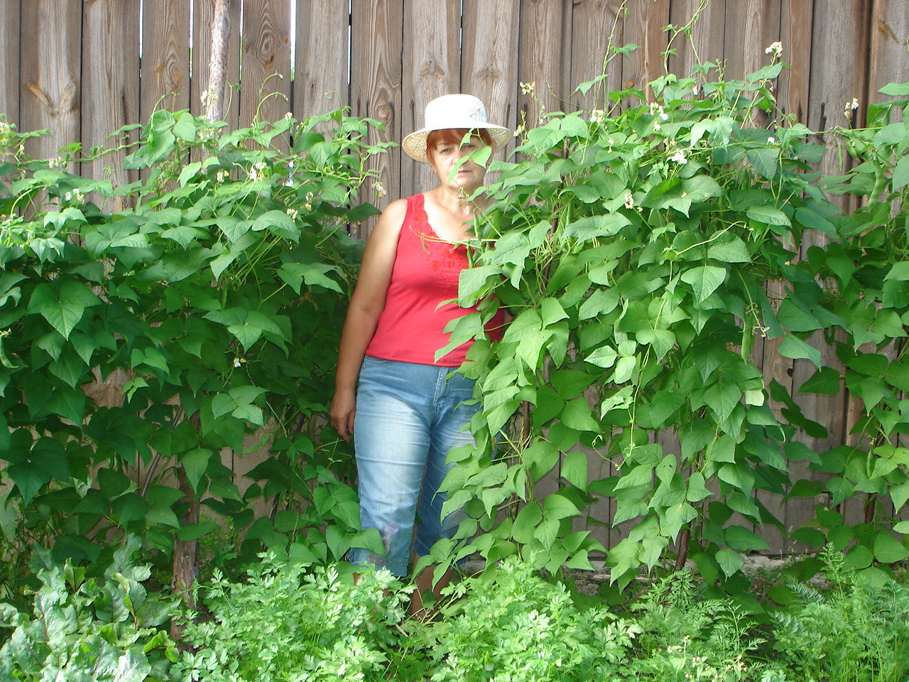 Ekologiczny ogródek warzywny-fasola