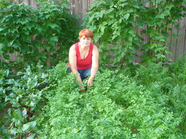 Ekologiczny ogródek warzywny- pietruszka i marchewka