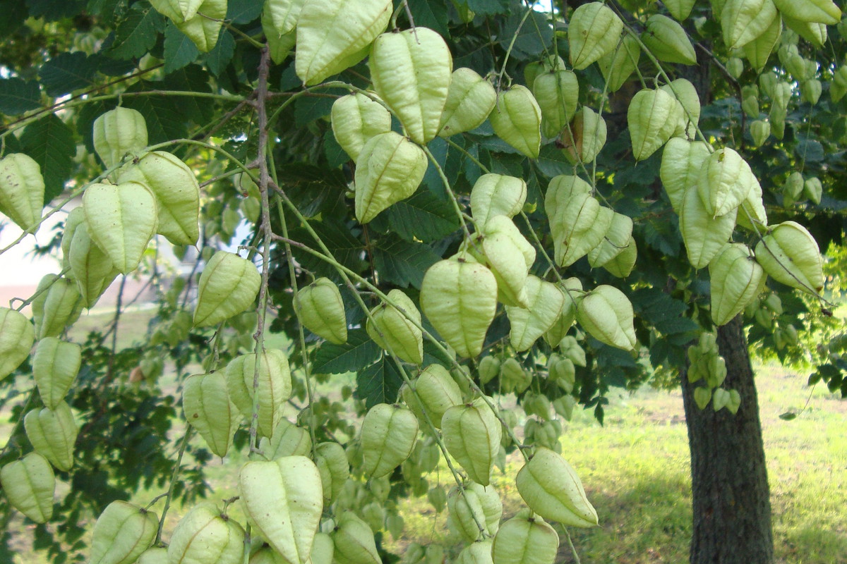 fajne drzewo - nie wiem, jak się nazywa, ale ma efektowne nasienniki ;-)