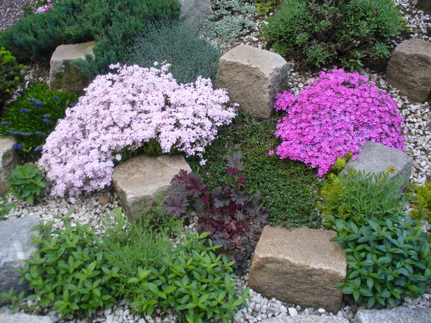 Floksy w pełni rozkwitu. 
