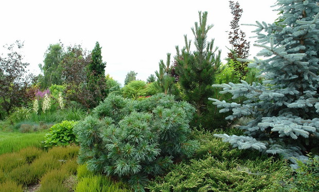 Fragment wrzosowiska, a w oddali kompozycja z jukami i trawami