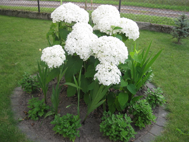 Hortensja ,,Anabelle" pięknie prezentuje się na tle trawnika.