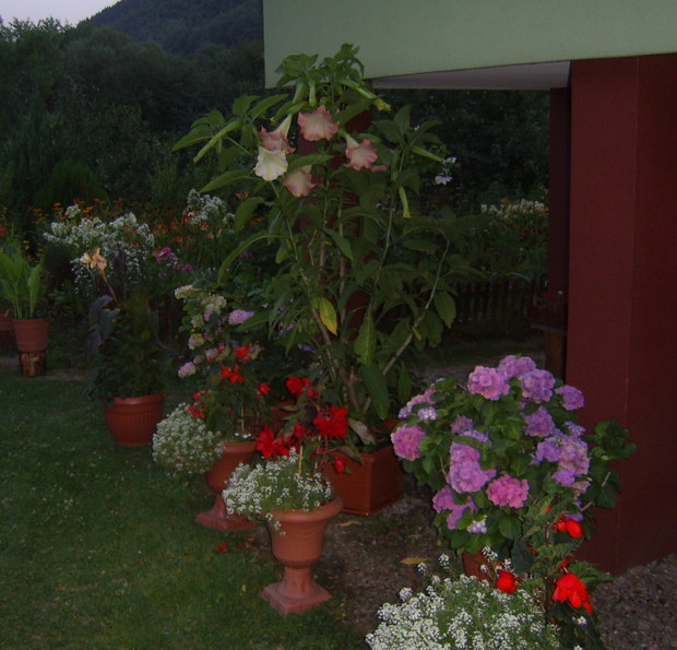 Hortensja, begonie i bieluń