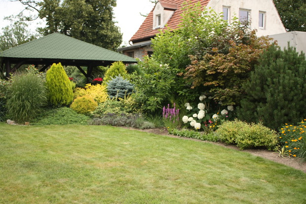 hortensja krzewiasta, trawy, klon