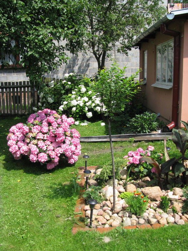 Hortensja pięknie wygląda gdy jest głównym elementem rabaty