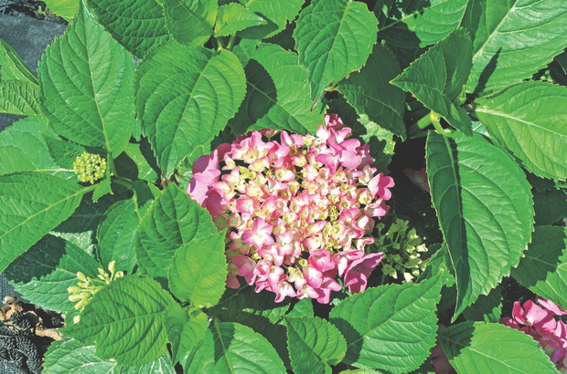 Hortensje dobrze rosną w miejscach półcienistych i osłoniętych od wiatru.
