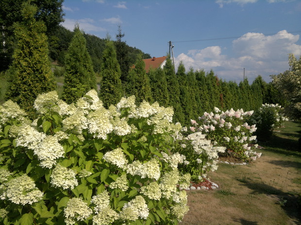 Hortensje krzaczaste 