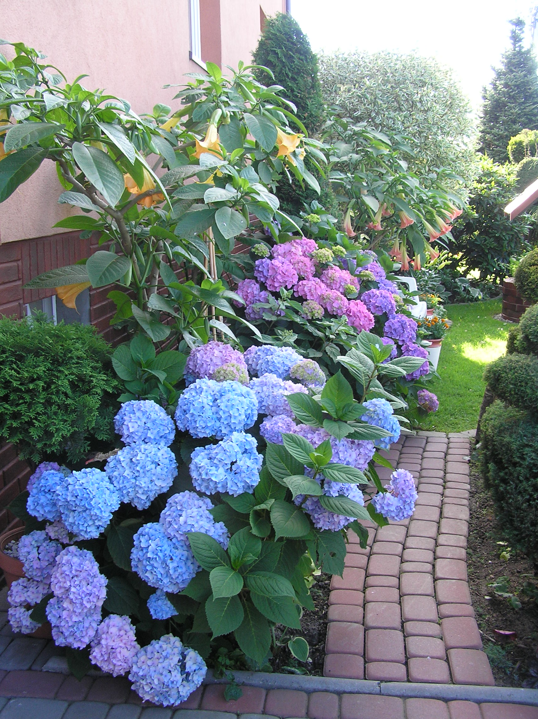 Hortensje ogrodowe i bielunie  cieszą nasze oczy bujnym i obfitym kwitnieniem, a zimą przybierają postać słomianych chochołów.