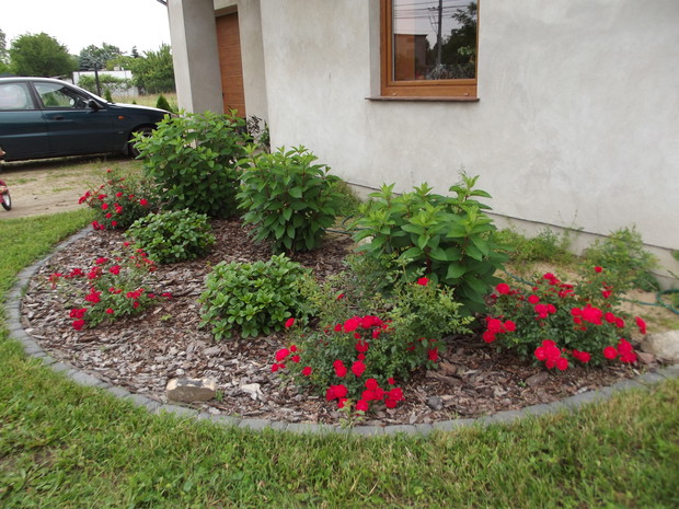 Hortensje,rododendrony i oczywiście róże w roli głównej - przed ogródek.