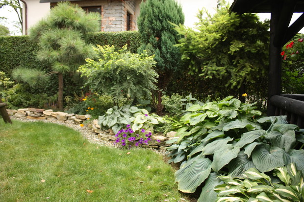 hosty też goszczą w ogrodzie