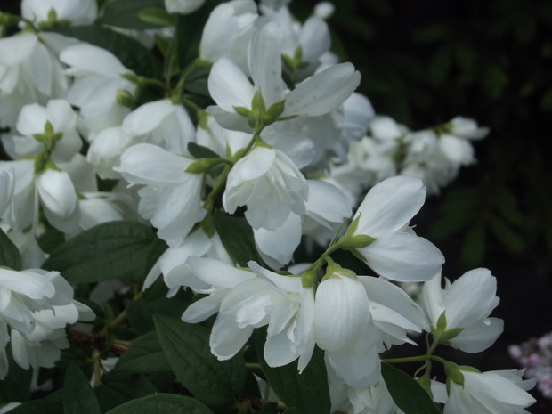 I jeszcze mój piękny jaśminowiec.