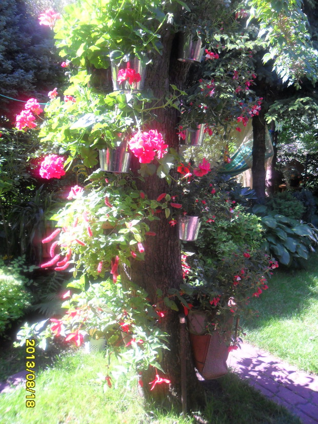 i już pnia prawie nie widac