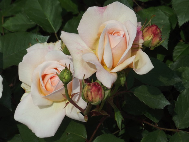 Jedna spośród wielu moich piękności.