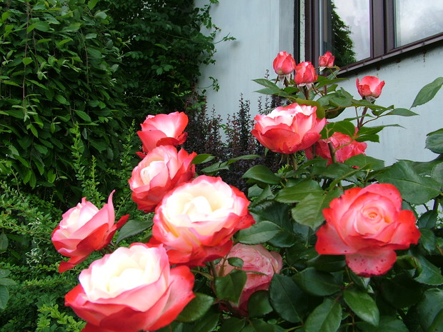 Jedna z ponad siedemdziesięciu kwitnących w tym ogrodzie róż - Nostalgia