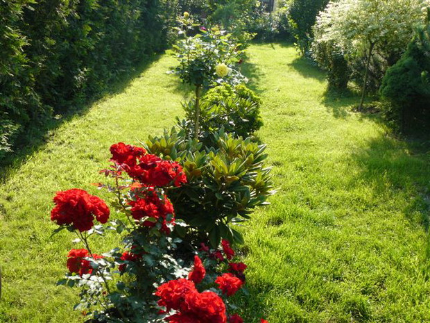 Jedna z rabat, które przedzielają wysokie tuje przy ogrodzeniu od strony ulicy i niskiej kosodrzewiny